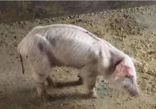 网红小猪猪不爱吃黑料,远离黑料，拥抱阳光生活