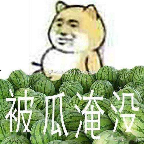 黑料网魏县瓜,黑料网上的瓜香传奇
