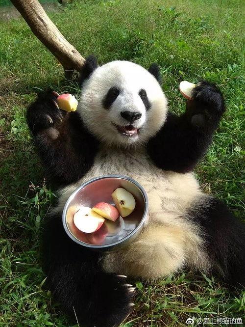 网红迅猛龙黑料